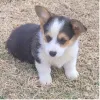 Фото №3. Главная Выращенные щенки корги Продажа щенков.  Испания