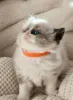 Дополнительные фото: Registrierte reinrassige Ragdoll-Kätzchen