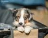 Фото №3. Miniature American Shepherd FCI.  Польша