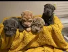 Фото №3. Shar Pei Puppys..whatsapp me at 44 7453 907158.  Германия