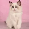 Фото №3. Полностью вакцинированные чистые котята Pure Ragdoll. Франция