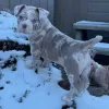 Фото №3. Американский Bully-Welpen Suceen Ein Zuhause Für Immer..  Германия