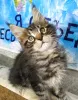 Фото №3. Продаются котята породы мейн-кун. Россия