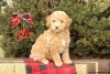 Фото №3. ДНК протестирована KC Deep Red Miniature Poodles.  Великобритания