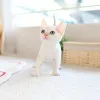 Фото №3. Llovely Devon Rex Kitten. Великобритания