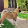 Фото №4. Продажа американскую акиту в Белграде  - цена Бесплатно