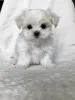 Фото №3. Купля-продажа Maltezerpuppy.  Бельгия