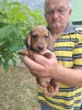 Фото №3. Щенки миниатюрной таксы палевого окраса.  Сербия