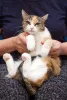 Дополнительные фото: Ищет дом кошечка Пикси