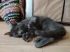Дополнительные фото: Очаровательная юная кошечка Дымка в дар