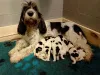 Дополнительные фото: Grand Basset Griffon Vendeen Puppy