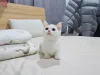 Дополнительные фото: Süße weiße Munchkin-Kätzchen