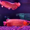 Фото №1. Super Red Arowana, рыба-скат-альбинос продается в Nashville. Цена 22018₽. Объявление №8729