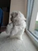 Фото №3. Щенок мальтийской болонки, мальчик.  Бельгия