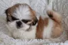 Фото №1. ши-тцу - купить в Плохой Вильбел за договорная. Объявление №166136