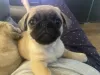 Дополнительные фото: pug