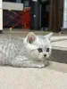 Дополнительные фото: Продам шотландского котенка