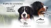 Дополнительные фото: Puppies Bernky Zennenhund