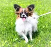 Дополнительные фото: Папийон, Papillon