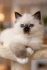 Фото №3. Священный бирманский котенок доступен. Финляндия