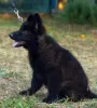 Дополнительные фото: Puppy. Немецкая овчарка.