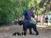 Фото №3. Гигантский шнаузер взрослый мужчина на продажу.  Сербия