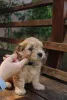 Дополнительные фото: Гаванские щенки.