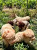 Дополнительные фото: Lagotto Romagnolo, щенок доступен