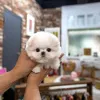 Дополнительные фото: Очаровательный щенок мальтийской болонки доступен для усыновления