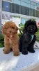 Фото №1. пудель (той) - купить в Брюсселе за 64937₽. Объявление №160915