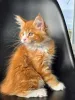 Фото №3. Ярко-красный полосатый котенок мейн-кун Яркая шерсть и игривый характер. Бельгия