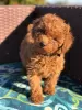 Фото №3. Male and female poodle puppies.  Кувейт