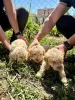 Дополнительные фото: Lagotto Romagnolo, щенок доступен
