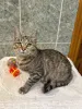 Дополнительные фото: Очаровательная кошечка-подросток Аглая ищет дом