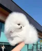Фото №3. Абсолютно Szpic Pomeranian щенки мужского и женского пола..  Германия