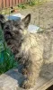 Фото №2 к объявлению №156660 о продаже керн-терьера - купить в Сербии 