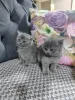 Дополнительные фото: Британская шортар кот