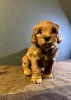 Дополнительные фото: Süßer Maltipoo