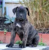 Фото №3. Очаровательные и красивые щенки Cane Corso.  США