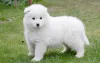 Фото №3. Preciosos cachoros Samoyedo en Venta.  Испания