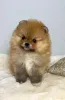 Фото №2 к объявлению №138825 о продаже померанского шпица - купить в Сербии 