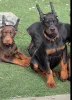 Фото №3. Dejlige Dobermann hvalpe søger et kærligt hjem for altid.  Дания