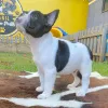 Фото №3. Французский бульдог Puppiesrv.  Гонконг