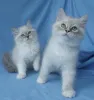 Фото №2 к объявлению №155608 о продаже гималайская кошка - купить в Австрии 