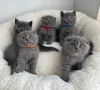 Фото №2 к объявлению №174726 о продаже шотландская вислоухая (скоттиш фолд) - купить в Германии 