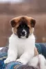 Дополнительные фото: Puppy American Akita