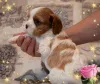 Дополнительные фото: Щенки кавалер кинг чарльз спаниель