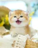 Дополнительные фото: Британский короткошерстный котенок, девочка