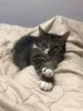 Фото №3. Соня. Кошка, которую предали дважды. Россия