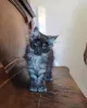 Дополнительные фото: Очаровательный котенок мейн-кун срочно усыновлен